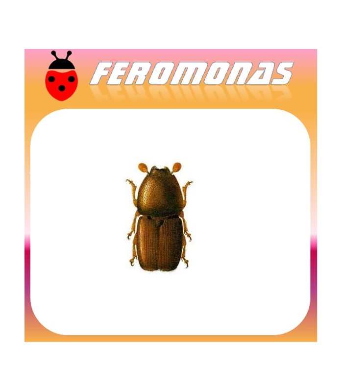 Feromonas para SCOLYTUS MULTRISTRIATUS Barrenillo del olmo