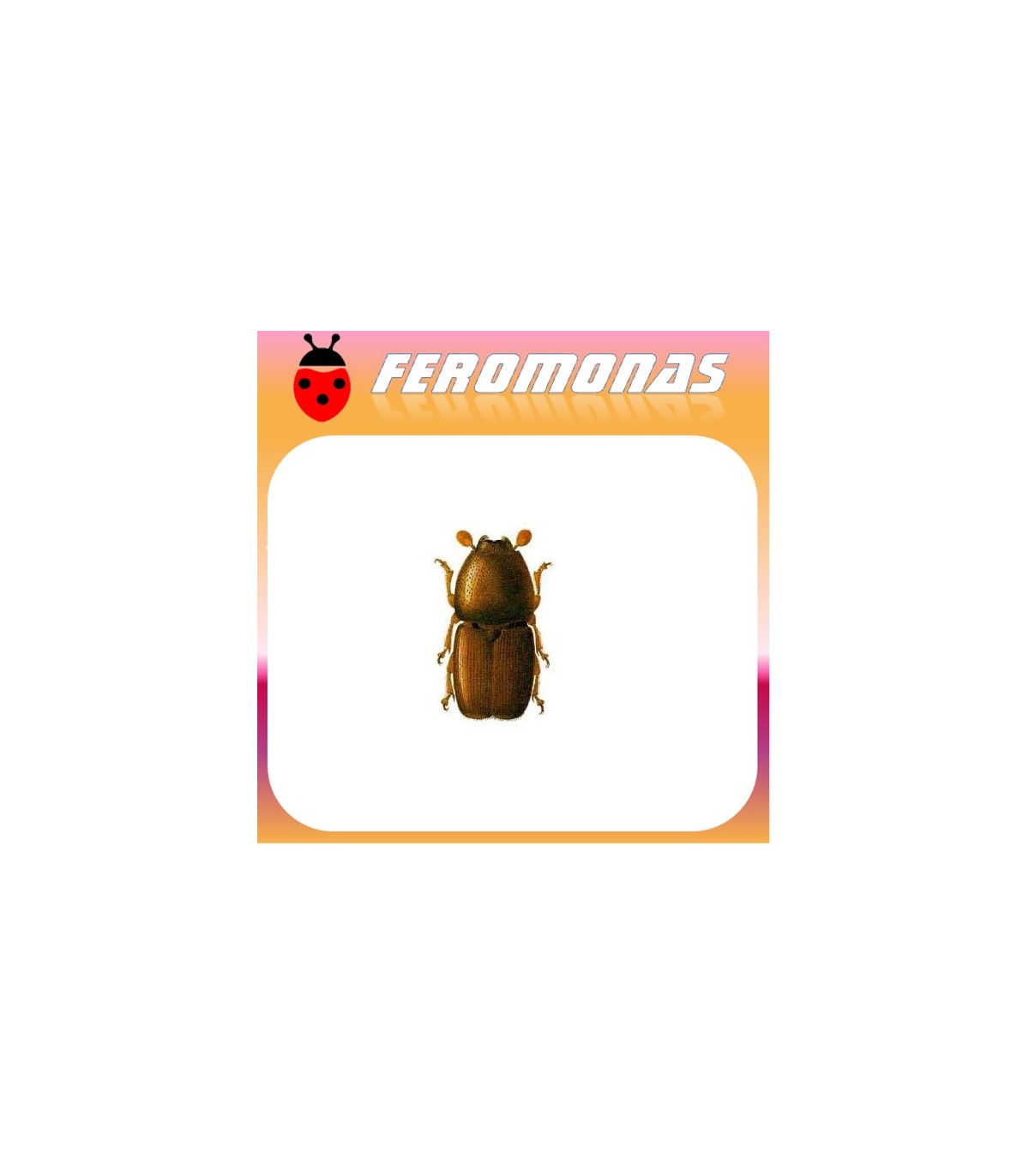 Feromonas para SCOLYTUS MULTRISTRIATUS Barrenillo del olmo