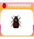 Feromonas para SCOLYTUS SCOLYTUS Escarabajo de la corteza del olmo