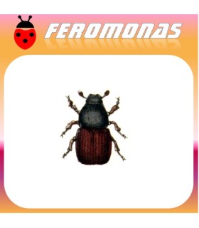 Feromonas para SCOLYTUS SCOLYTUS Escarabajo de la corteza del olmo