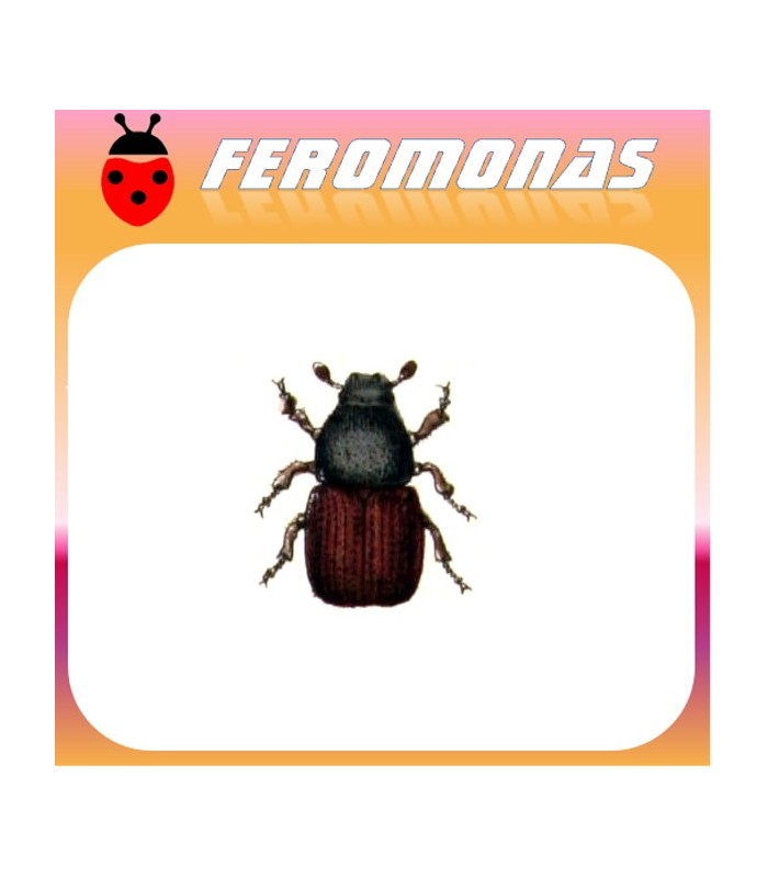 Feromonas para SCOLYTUS SCOLYTUS Escarabajo de la corteza del olmo