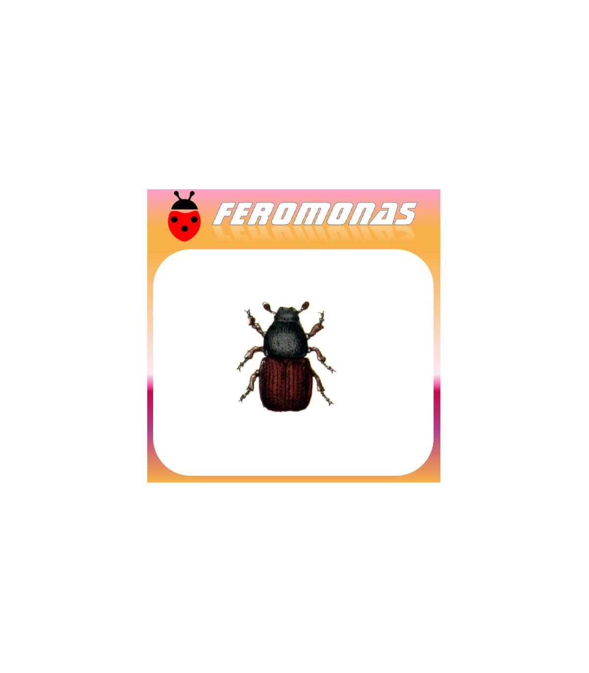 Feromonas para SCOLYTUS SCOLYTUS Escarabajo de la corteza del olmo