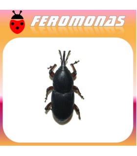 Feromonas para SCYPHOPHORUS ACUPUNCTATUS Picudo del ágave