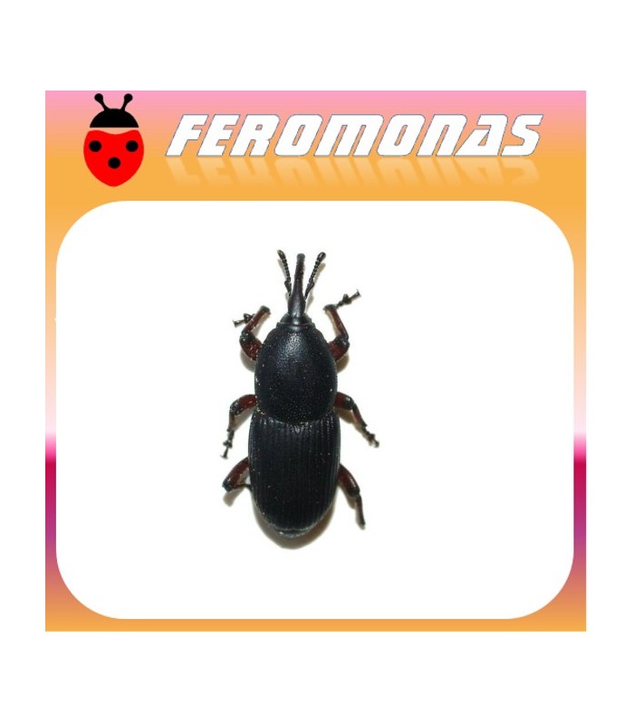 Feromonas para SCYPHOPHORUS ACUPUNCTATUS Picudo del ágave