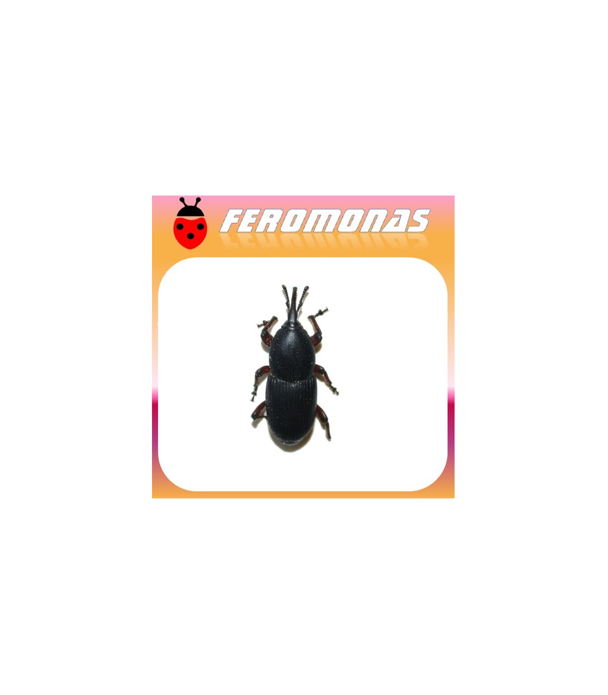 Feromonas para SCYPHOPHORUS ACUPUNCTATUS Picudo del ágave