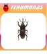 Feromonas para 	 Sitophilus granarius Gorgojo del trigo