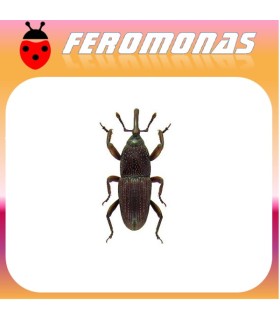 Feromonas para 	 Sitophilus granarius Gorgojo del trigo