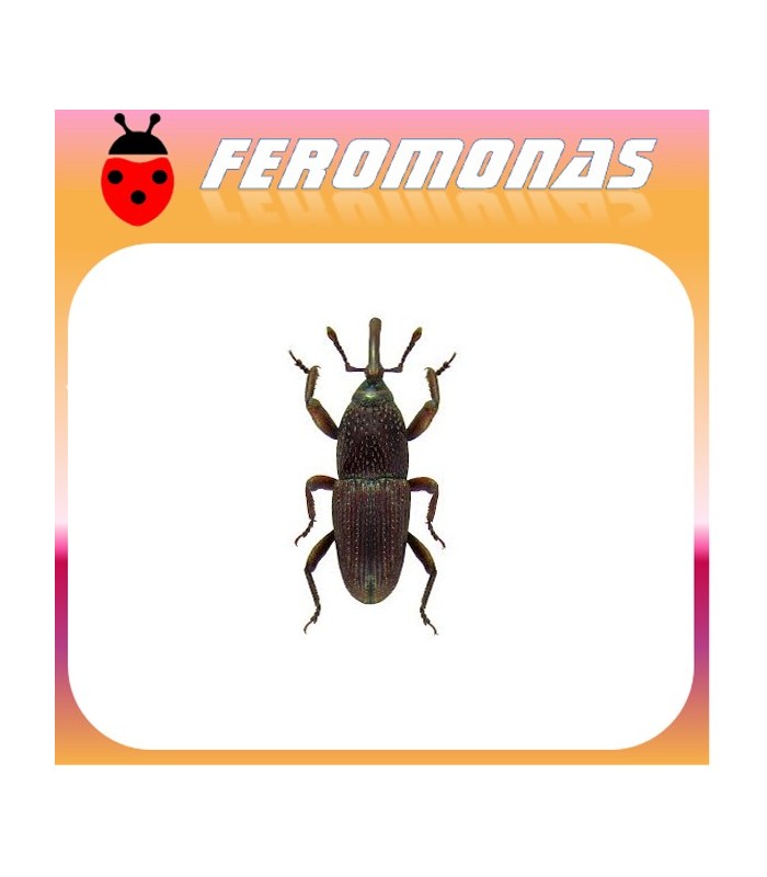 Feromonas para 	 Sitophilus granarius Gorgojo del trigo