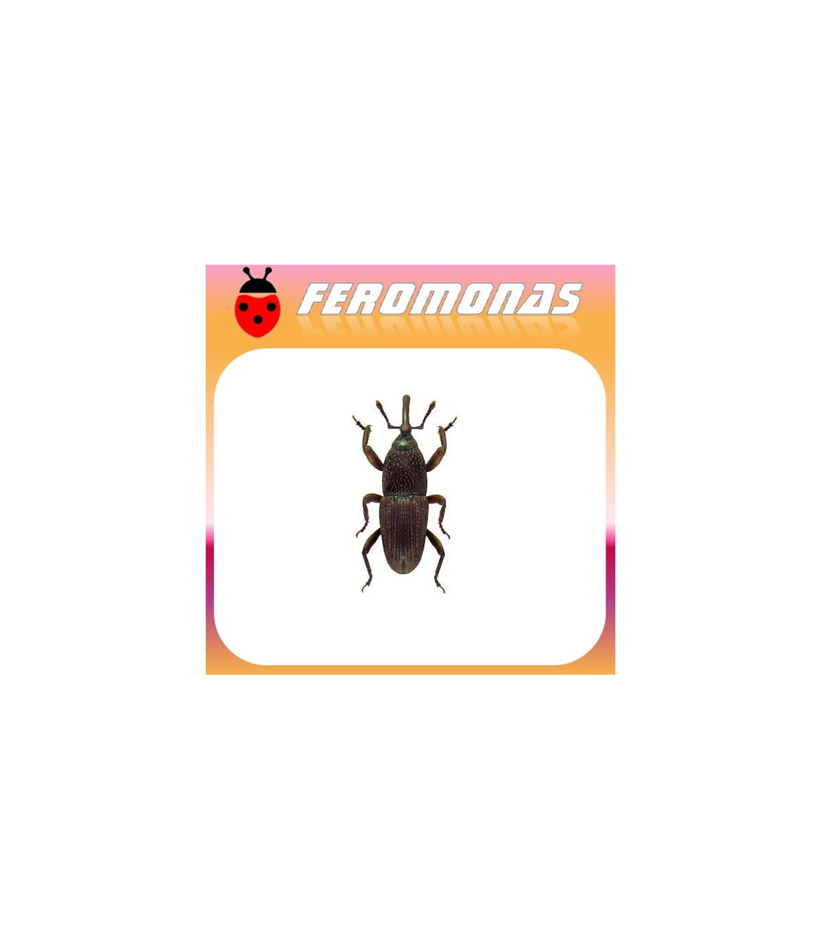 Feromonas para 	 Sitophilus granarius Gorgojo del trigo