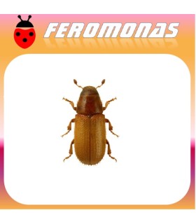 Feromonas para Tomicus destruens Barrenillo del pino