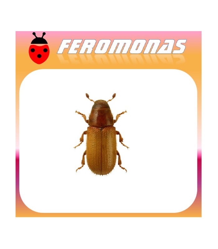 Feromonas para Tomicus piniperda Barrenillo del pino