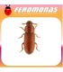Feromonas para Tribolium castaneum 	Escarabajo rojo de la harina