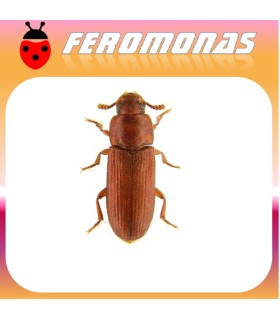 Feromonas para Tribolium castaneum 	Escarabajo rojo de la harina