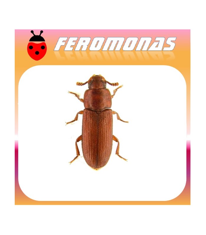 Feromonas para Tribolium castaneum 	Escarabajo rojo de la harina
