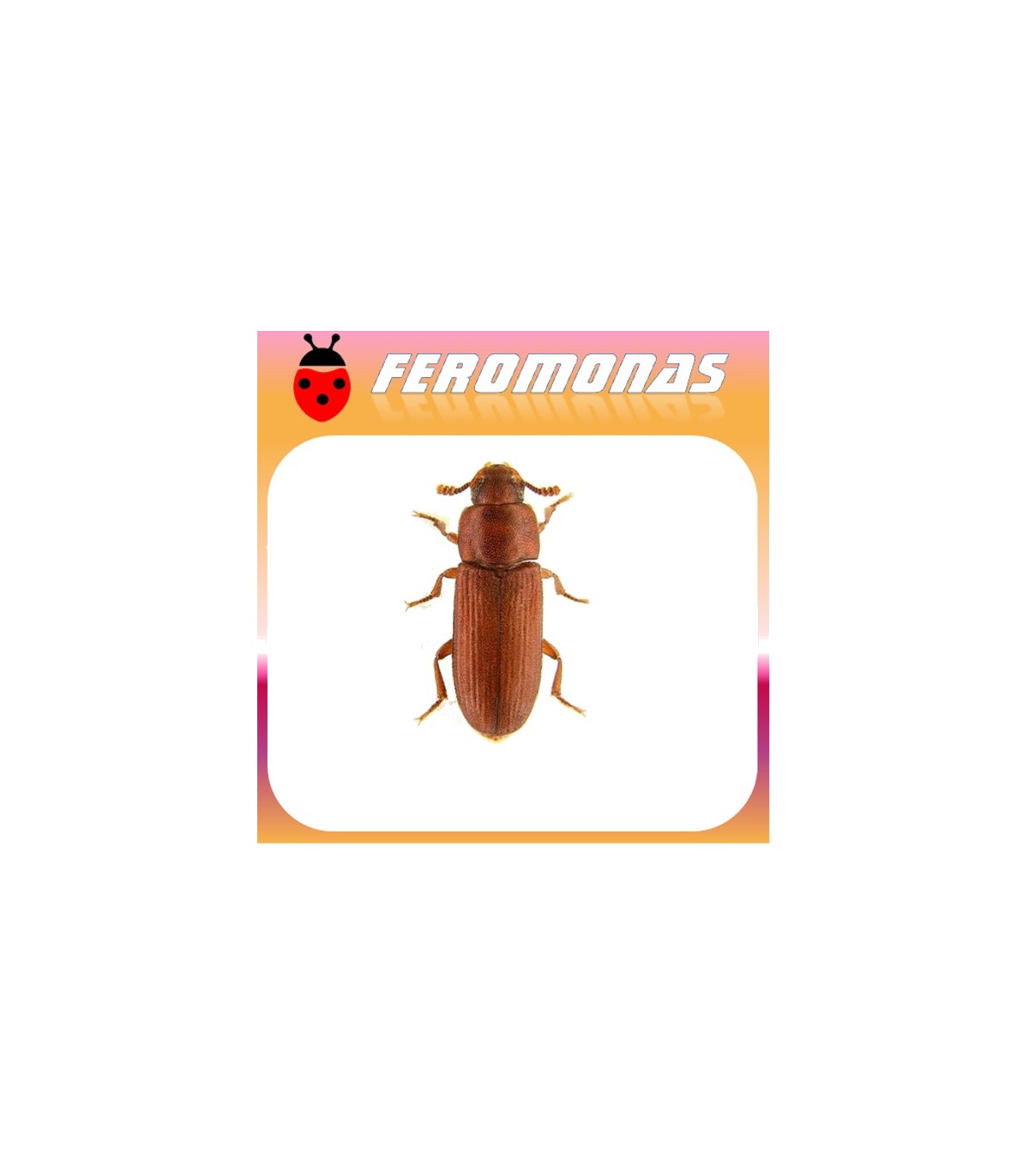 Feromonas para Tribolium castaneum 	Escarabajo rojo de la harina