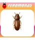 Feromonas para Tribolium confusum 	 Escarabajo confuso de la harina
