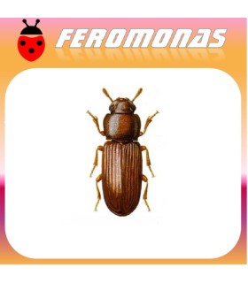 Feromonas para Tribolium confusum 	 Escarabajo confuso de la harina