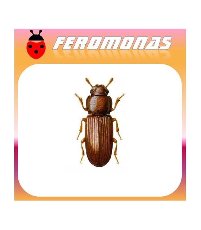Feromonas para Tribolium confusum 	 Escarabajo confuso de la harina