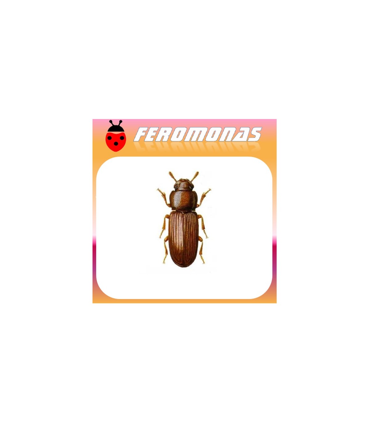 Feromonas para Tribolium confusum 	 Escarabajo confuso de la harina
