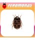 Feromonas para Trogoderma granarium Gorgojo del trigo