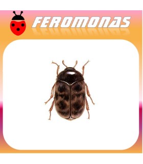 Feromonas para Trogoderma granarium Gorgojo del trigo