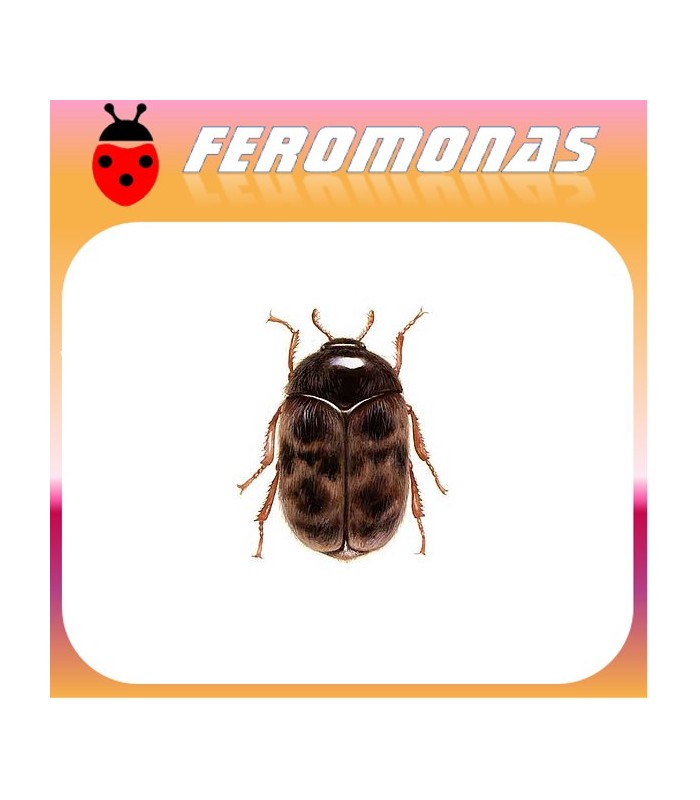 Feromonas para Trogoderma granarium Gorgojo del trigo