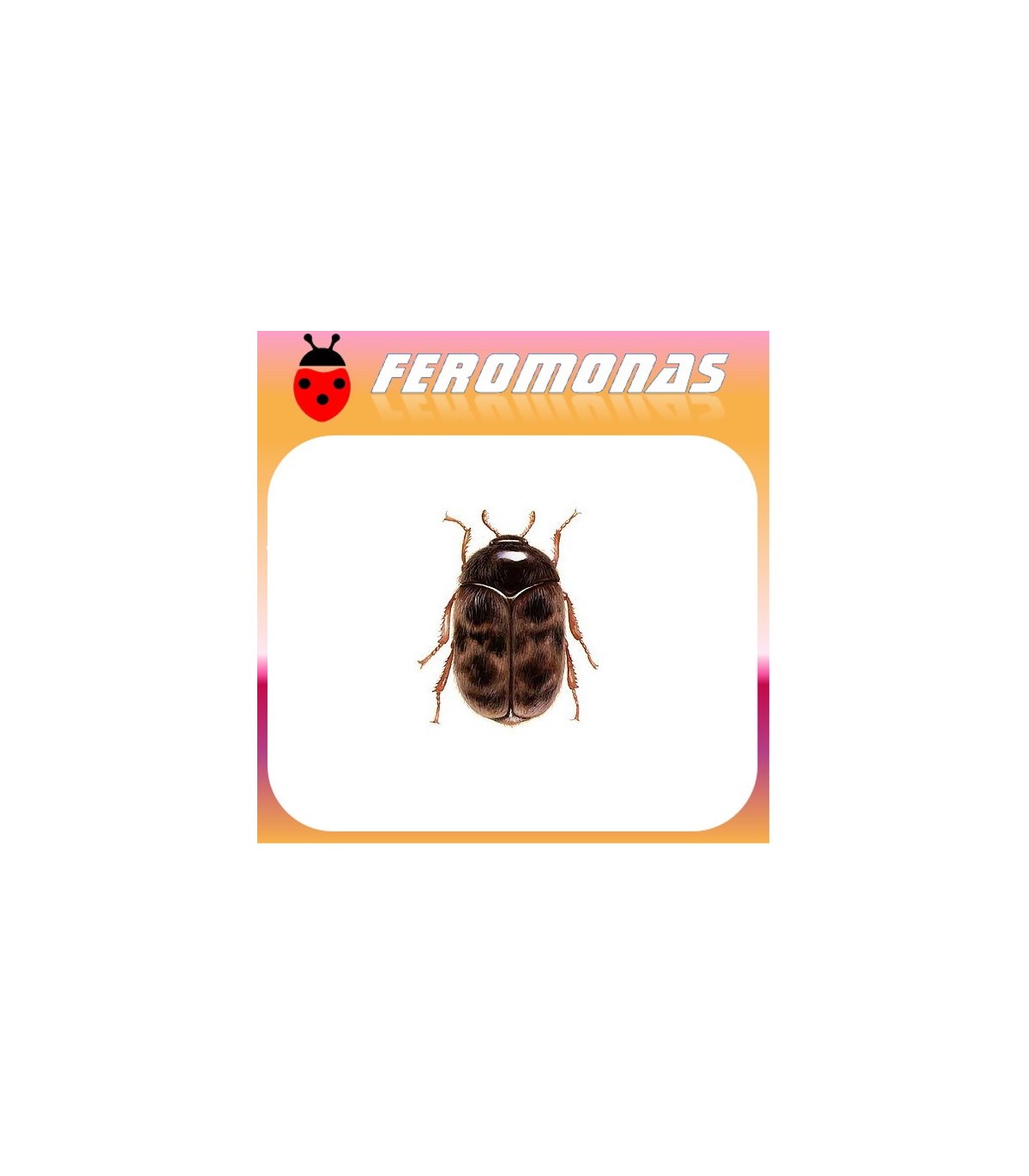 Feromonas para Trogoderma granarium Gorgojo del trigo