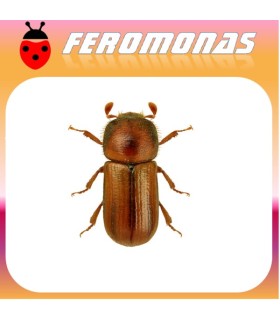 Feromonas para TRYPODENDRON LINEATUM  Escarabajo rayado