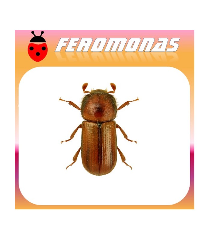Feromonas para TRYPODENDRON LINEATUM  Escarabajo rayado