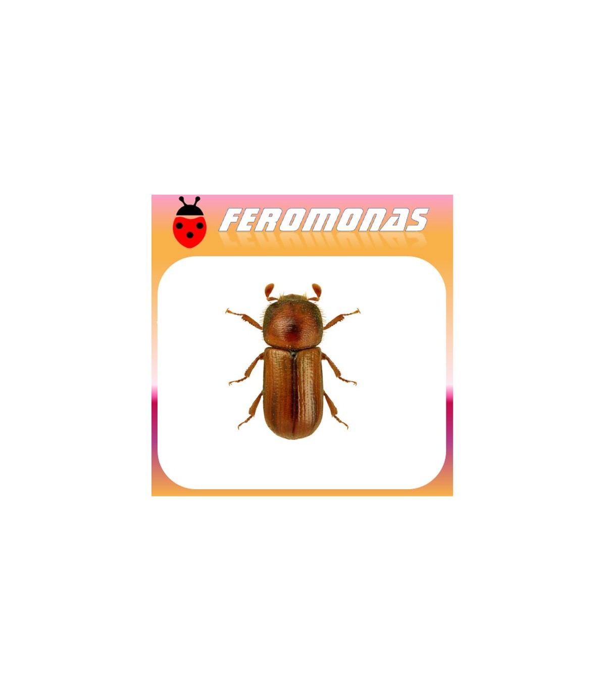 Feromonas para TRYPODENDRON LINEATUM  Escarabajo rayado