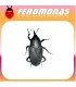 Feromonas para RHYNCHOPHORUS PALMARUM Picudo negro de la palma