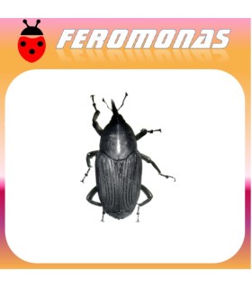 Feromonas para RHYNCHOPHORUS PALMARUM Picudo negro de la palma