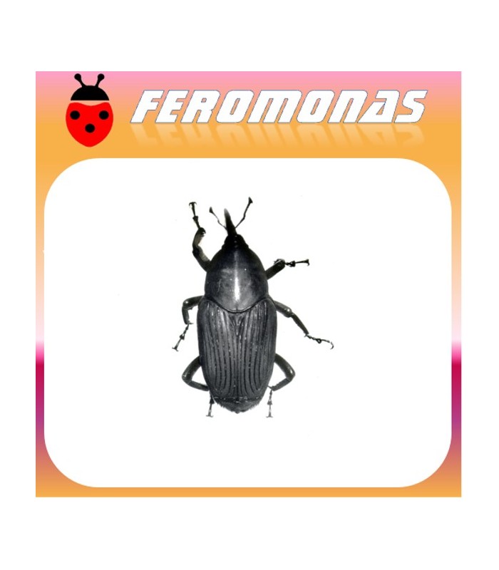Feromonas para RHYNCHOPHORUS PALMARUM Picudo negro de la palma