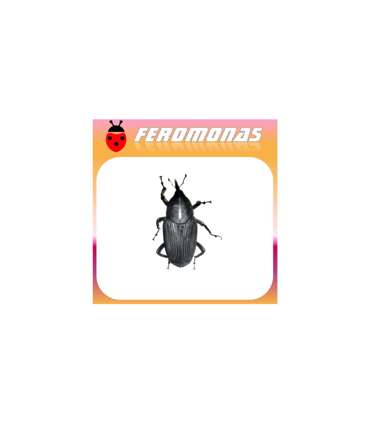 Feromonas para RHYNCHOPHORUS PALMARUM Picudo negro de la palma