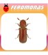 Feromonas para RHIZOPERTHA DOMINICA Capuchino de los granos
