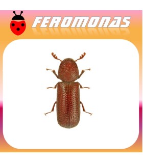 Feromonas para RHIZOPERTHA DOMINICA Capuchino de los granos