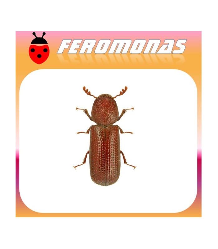 Feromonas para RHIZOPERTHA DOMINICA Capuchino de los granos