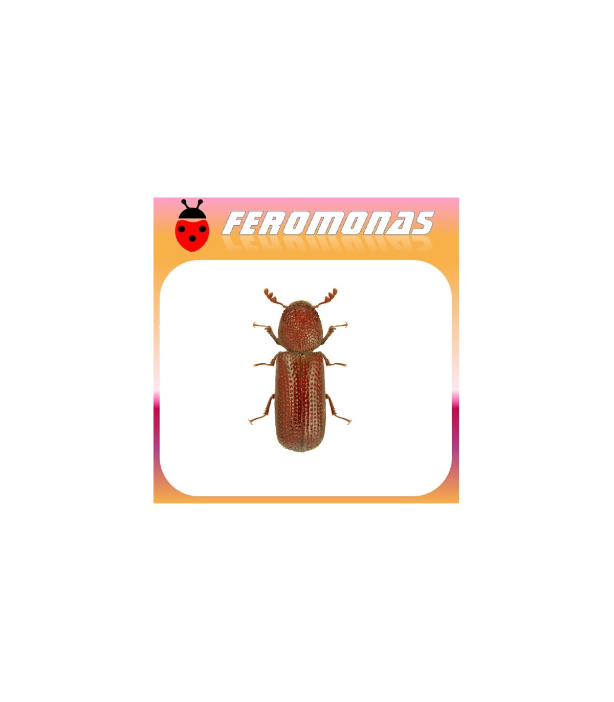 Feromonas para RHIZOPERTHA DOMINICA Capuchino de los granos
