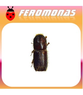 Feromonas para ORTHOTOMICUS EROSUS Escarabajo perforador
