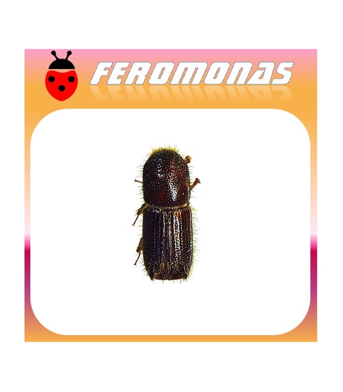 Feromonas para ORTHOTOMICUS EROSUS Escarabajo perforador