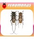 Feromonas para MONOCHAMUS GALLOPROVINCIALIS vector del nematodo del pino