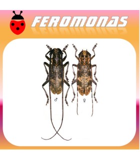 Feromonas para MONOCHAMUS GALLOPROVINCIALIS vector del nematodo del pino
