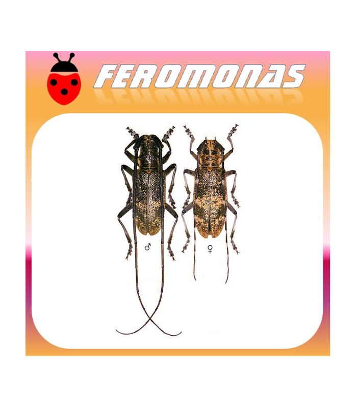 Feromonas para MONOCHAMUS GALLOPROVINCIALIS vector del nematodo del pino