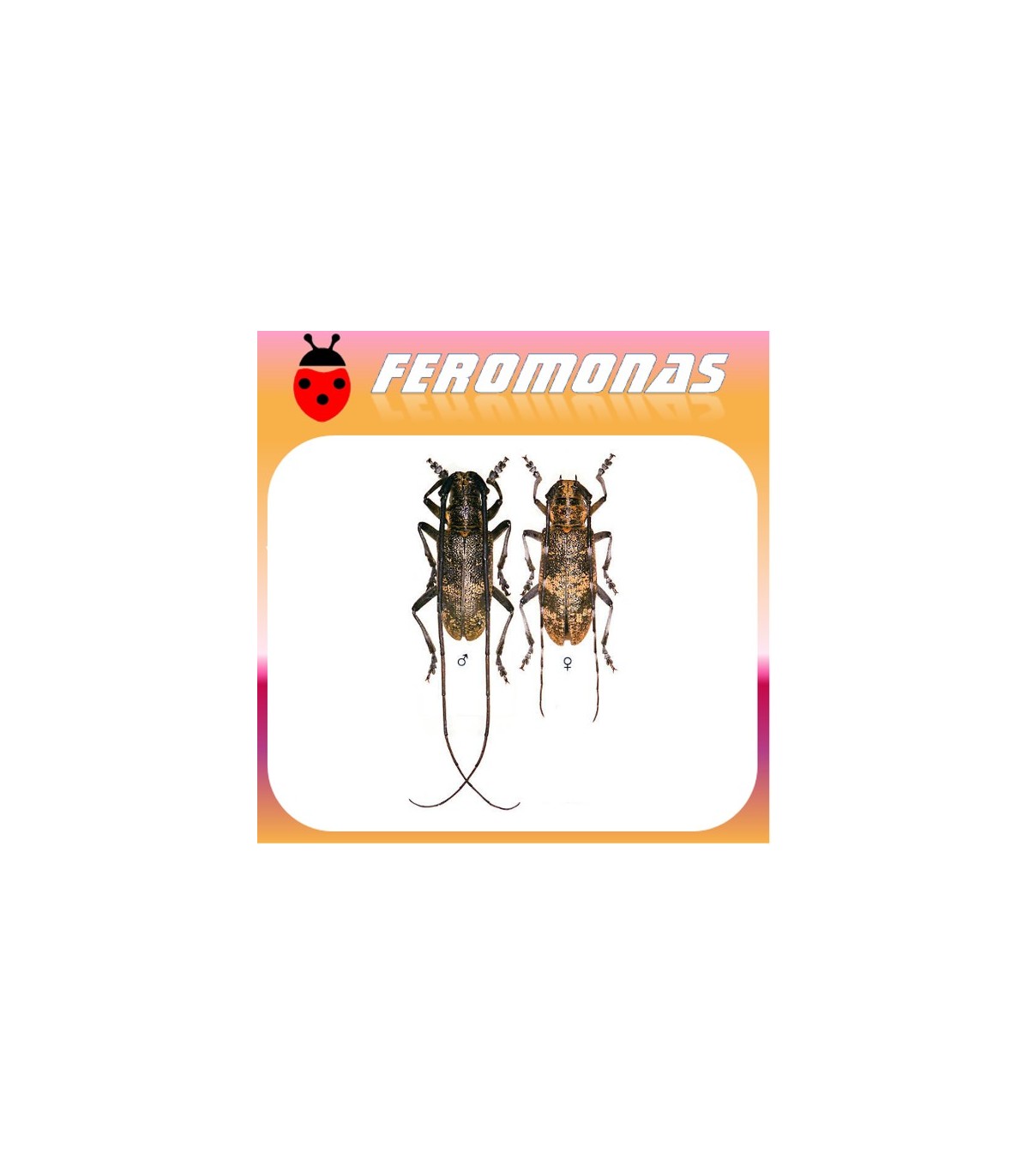 Feromonas para MONOCHAMUS GALLOPROVINCIALIS vector del nematodo del pino
