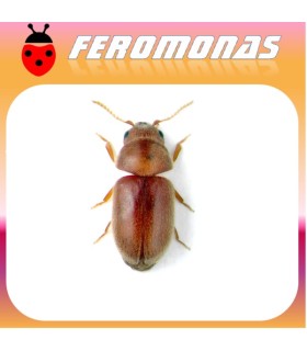 Feromonas para LASIODERMA SERRICORNE Escarabajo del tabaco
