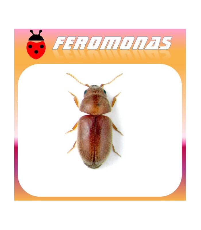 Feromonas para LASIODERMA SERRICORNE Escarabajo del tabaco