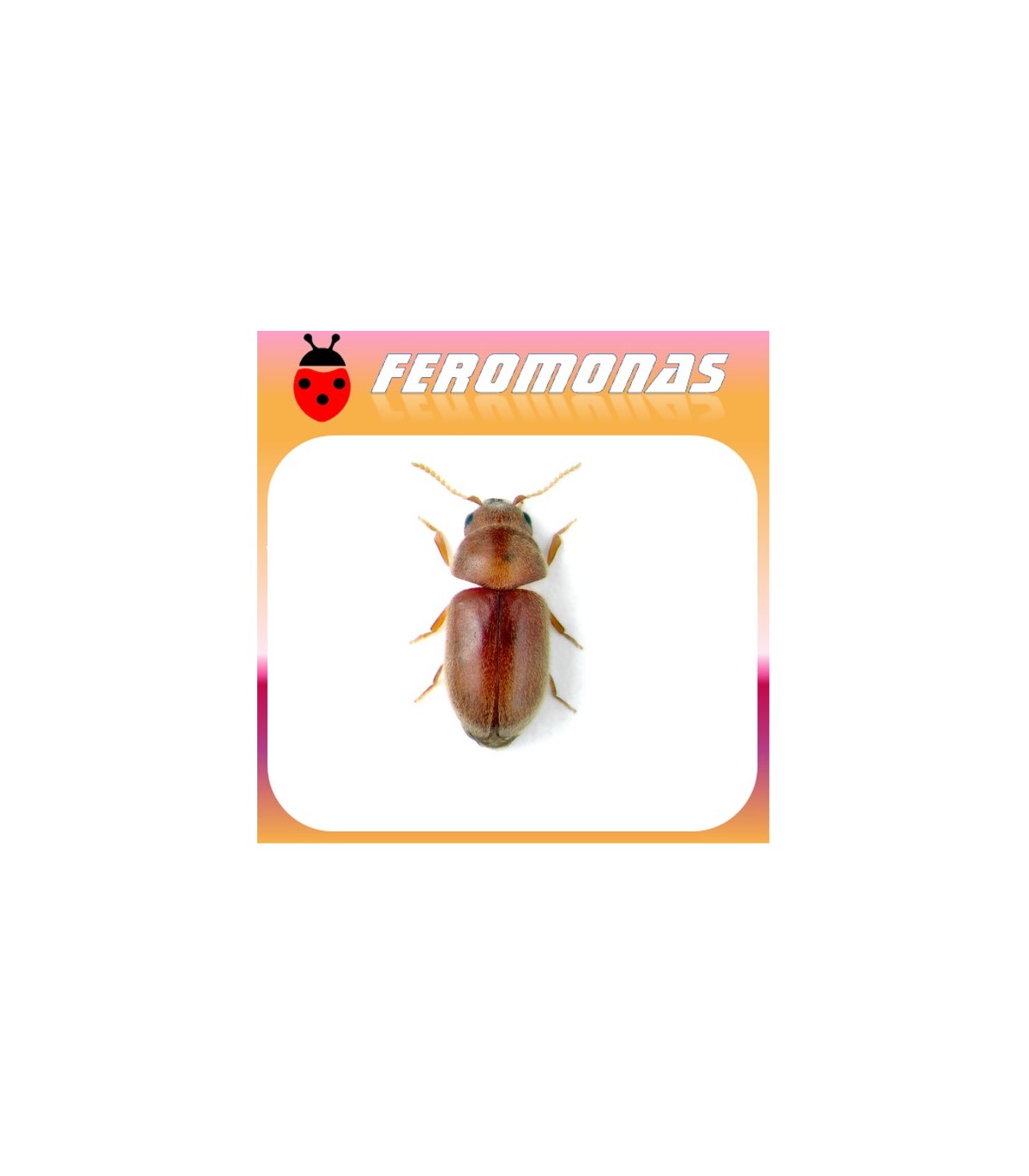 Feromonas para LASIODERMA SERRICORNE Escarabajo del tabaco