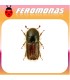 Feromonas para IPS TYPOGRAPHUS Escarabajo de la corteza del pino