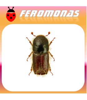 Feromonas para IPS TYPOGRAPHUS Escarabajo de la corteza del pino