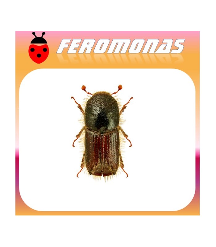 Feromonas para IPS TYPOGRAPHUS Escarabajo de la corteza del pino
